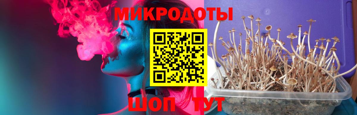 Псилоцибиновые грибы Cubensis Богородицк